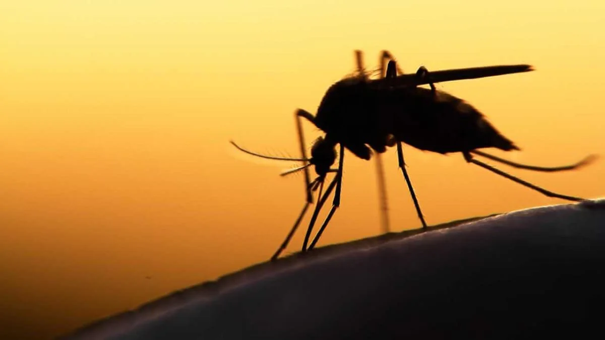 На Кіровоградщині вперше за три роки зареєстрували випадок тропічної малярії