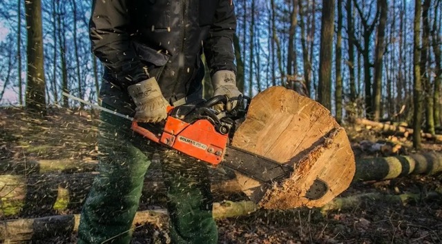 Зрубав 30 дерев: жителя Кіровоградщини підозрюють у незаконній порубці