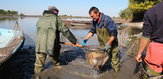 Україна розпочала повну реорганізацію рибного господарства