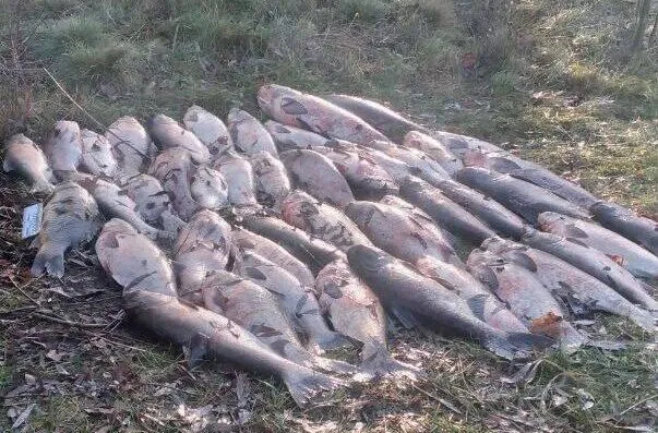 В Олександрійському районі браконьєр виловив риби на понад 160 тис. грн
