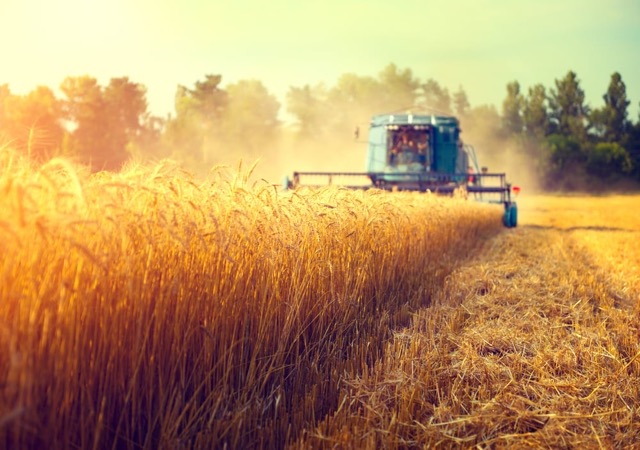 Кіровоградські аграрії засіяли менше зернових: причина