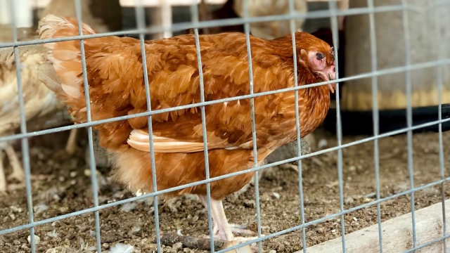 Спалах грипу. На Кіровоградщині у двох господарствах загинули 111 птахів