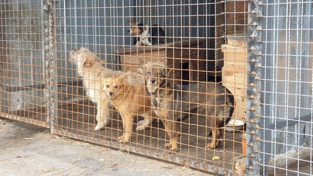 «Беруть не охоче, переважно віддають»: майже півтори сотні тварин знайшли притулок в Олександрії