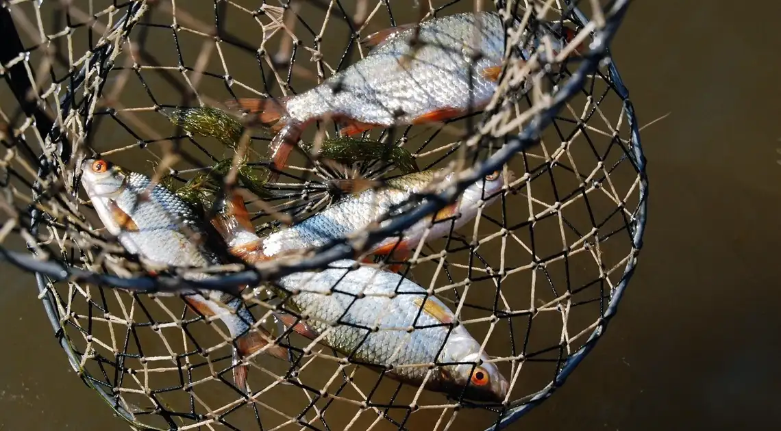 На Кіровоградщині затримали браконьєра, який завдав шкоди рибним запасам на 340 тисяч гривень
