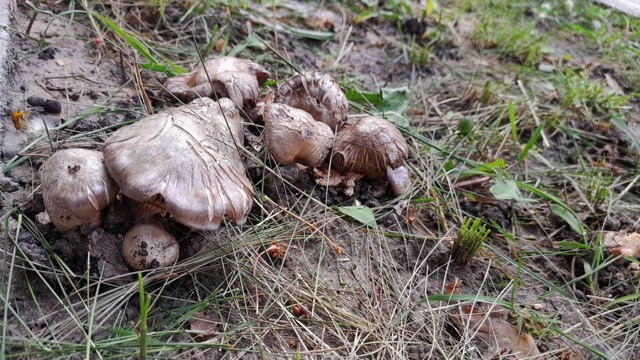 На Кіровоградщині зафіксували перший випадок отруєння грибами у 2024 році