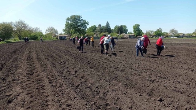 Зібраний урожай передадуть шпиталям. У громаді на Кіровоградщині третій рік поспіль садять «Сади перемоги»