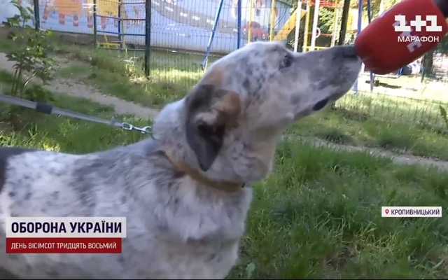 Моцарт з Кіровоградщини – перший собака в Україні з біопротезами на обох лапах