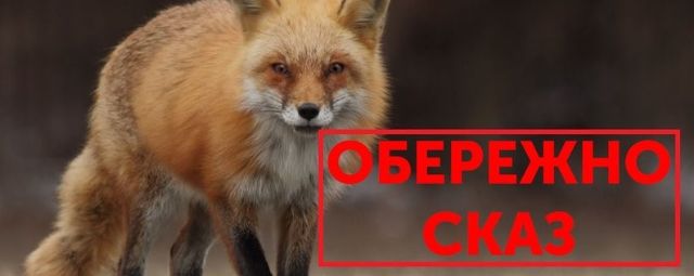 На Кіровоградщині за квітень зафіксували десять випадків сказу у тварин