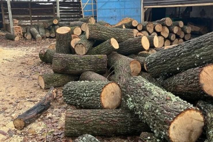 В Александрийском районе задержали «черных» лесорубов, которые нанесли ущерб на более 2,3 миллиона гривен