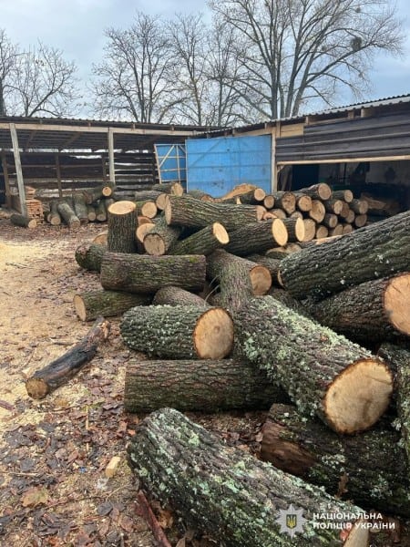 В Александрийском районе задержали "черных" лесорубов, которые нанесли ущерб на более 2,3 миллиона гривен
