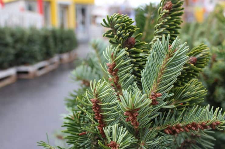 Где можно купить новогоднюю елку в Александрии