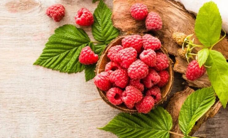 Які види малини вибрати для дачної ділянки?